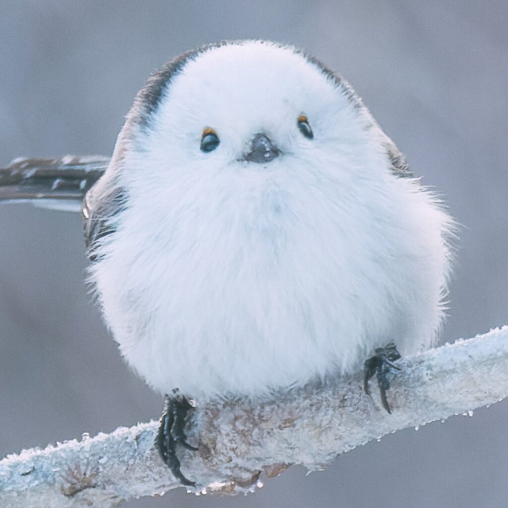 江別市の株式会社北辰フーズが発売する北海道限定土産 しらゆきシマエナガ 実寸大デザインのレアチーズケーキ