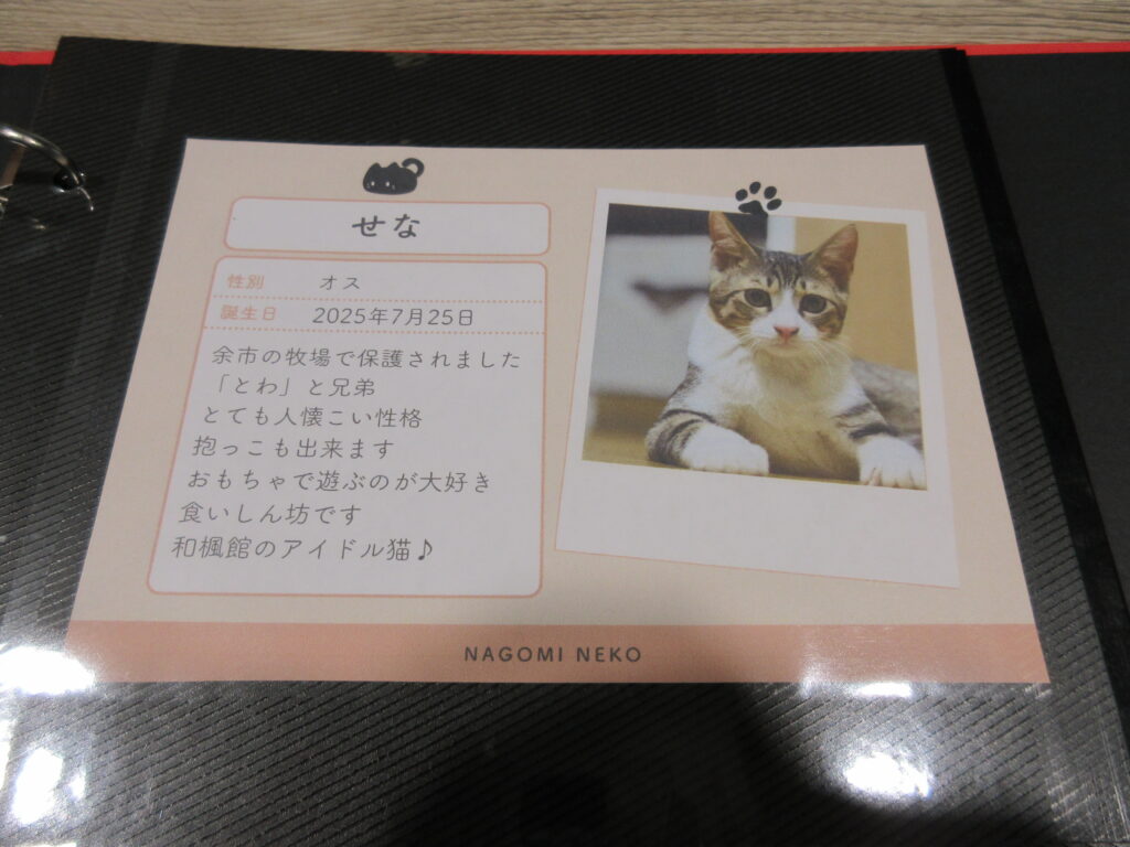 江別市 保護猫カフェ 和み猫 店内と猫の様子