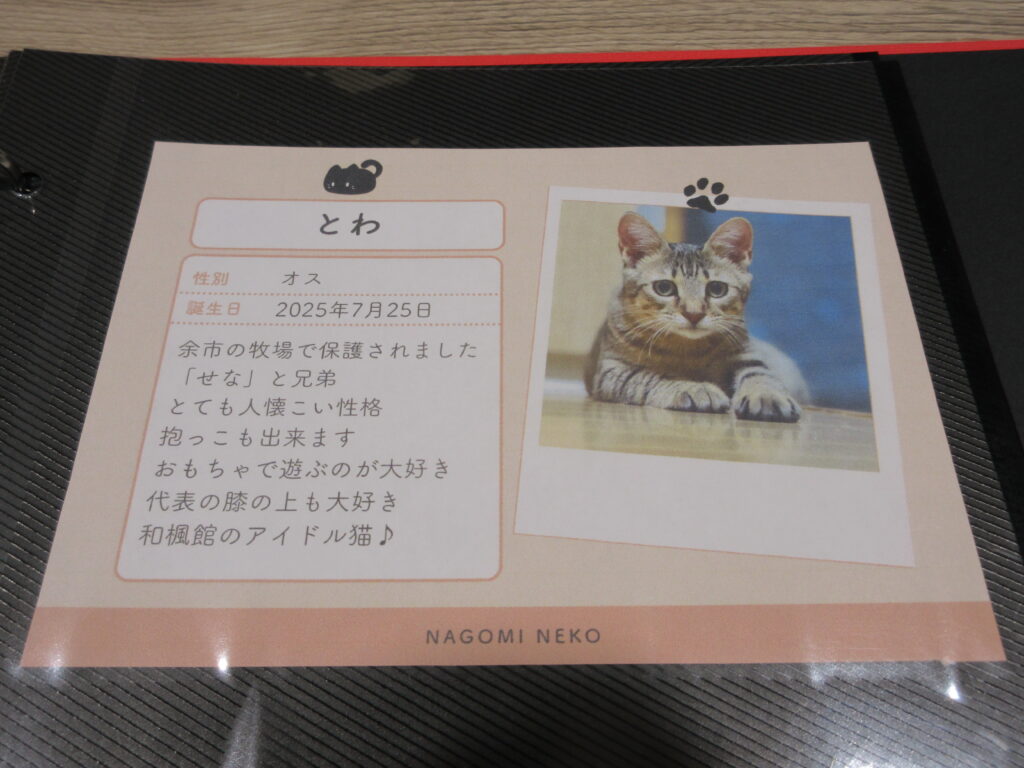 江別市 保護猫カフェ 和み猫 店内と猫の様子