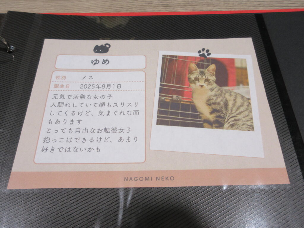 江別市 保護猫カフェ 和み猫 店内と猫の様子