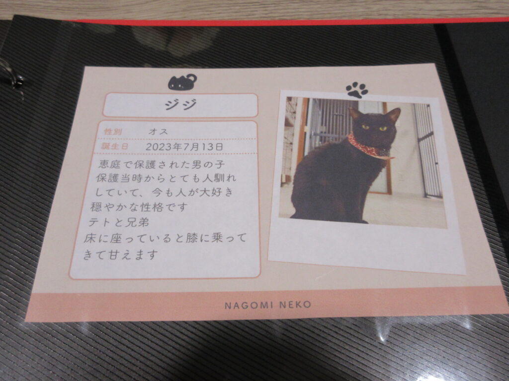 江別市 保護猫カフェ 和み猫 店内と猫の様子