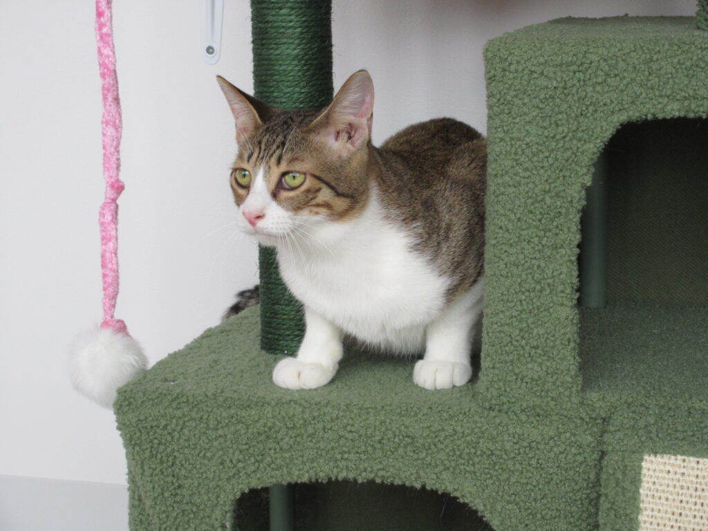 江別市 保護猫カフェ 和み猫 店内と猫の様子