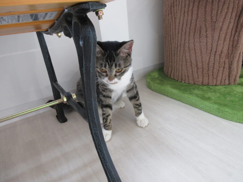 江別市 保護猫カフェ 和み猫 店内と猫の様子