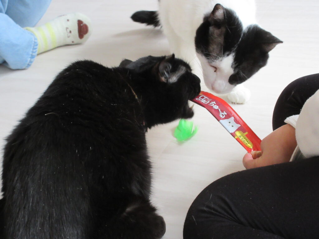 江別市 保護猫カフェ 和み猫 店内と猫の様子