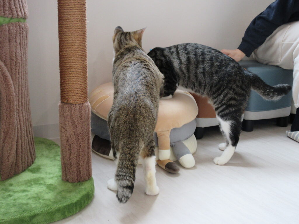 江別市 保護猫カフェ 和み猫 店内と猫の様子