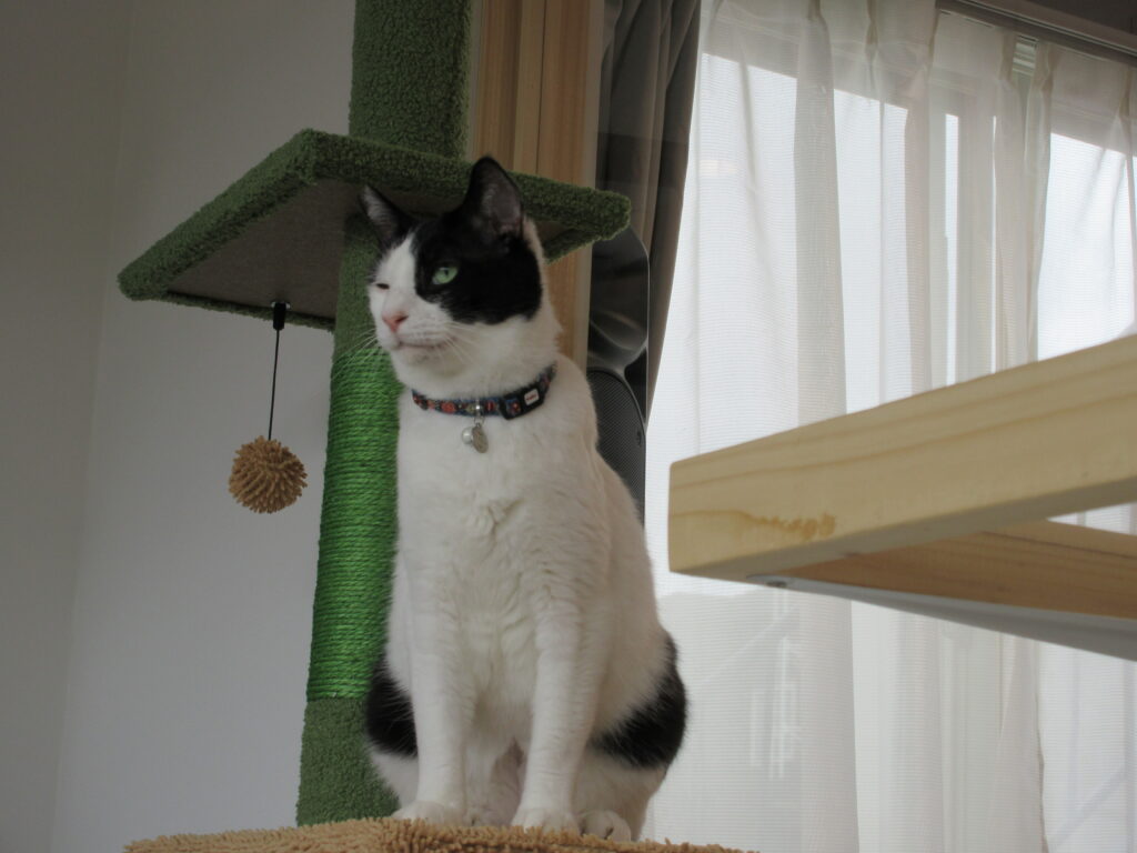 江別市 保護猫カフェ 和み猫 店内と猫の様子