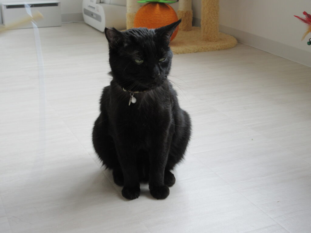 江別市 保護猫カフェ 和み猫 店内と猫の様子