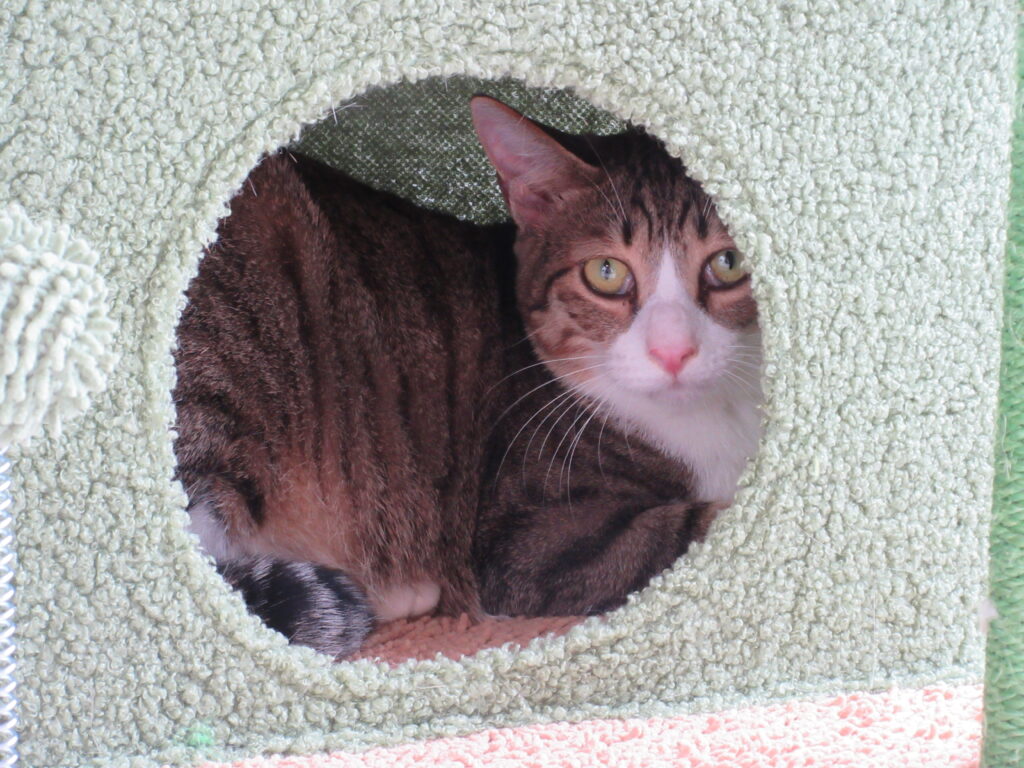 江別市 保護猫カフェ 和み猫 店内と猫の様子