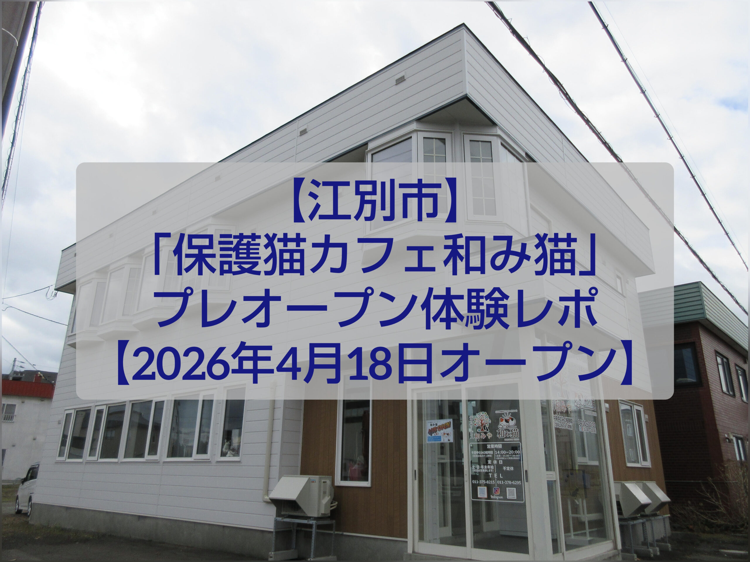 江別市 保護猫カフェ 和み猫 店内と猫の様子