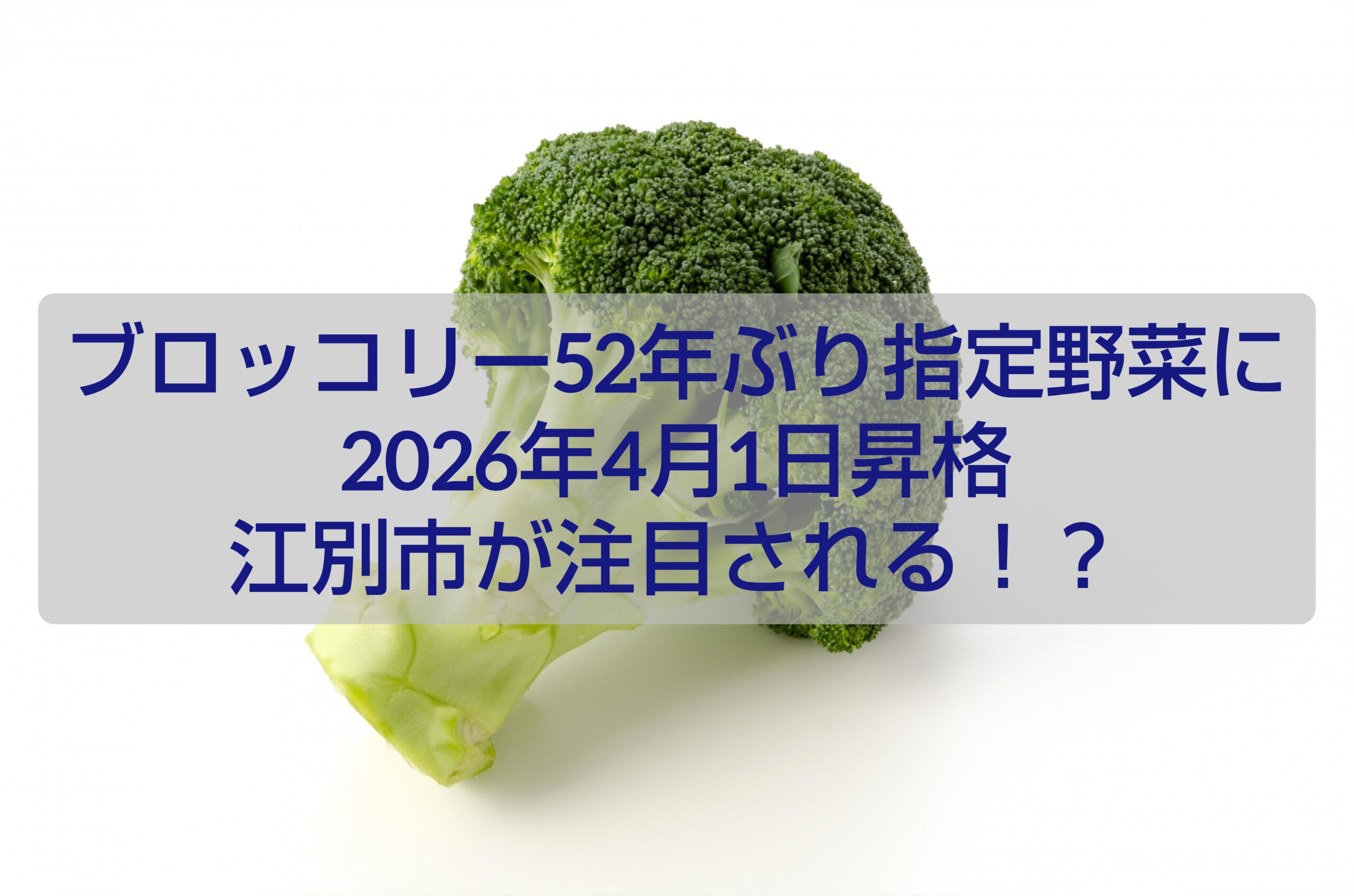 江別市産ブロッコリー 指定野菜昇格 新鮮野菜 2026年ニュース